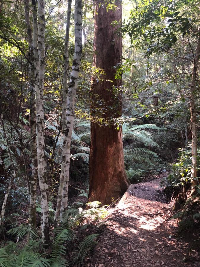 双子瀑布布什小屋 Fitzroy Falls 外观 照片