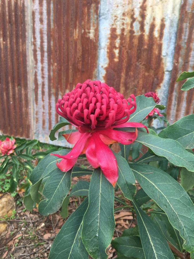 双子瀑布布什小屋 Fitzroy Falls 外观 照片