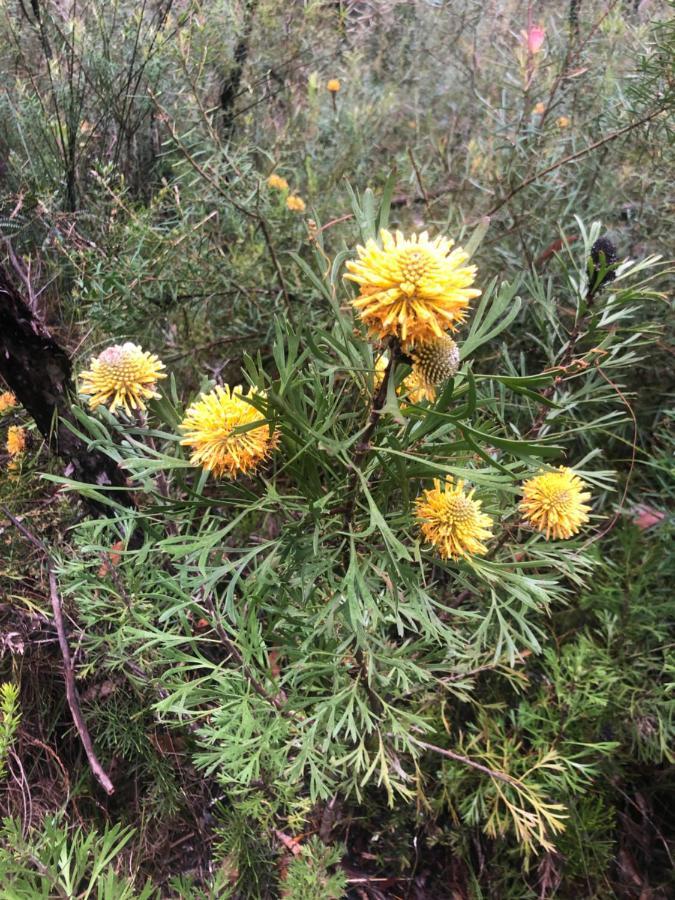 双子瀑布布什小屋 Fitzroy Falls 外观 照片