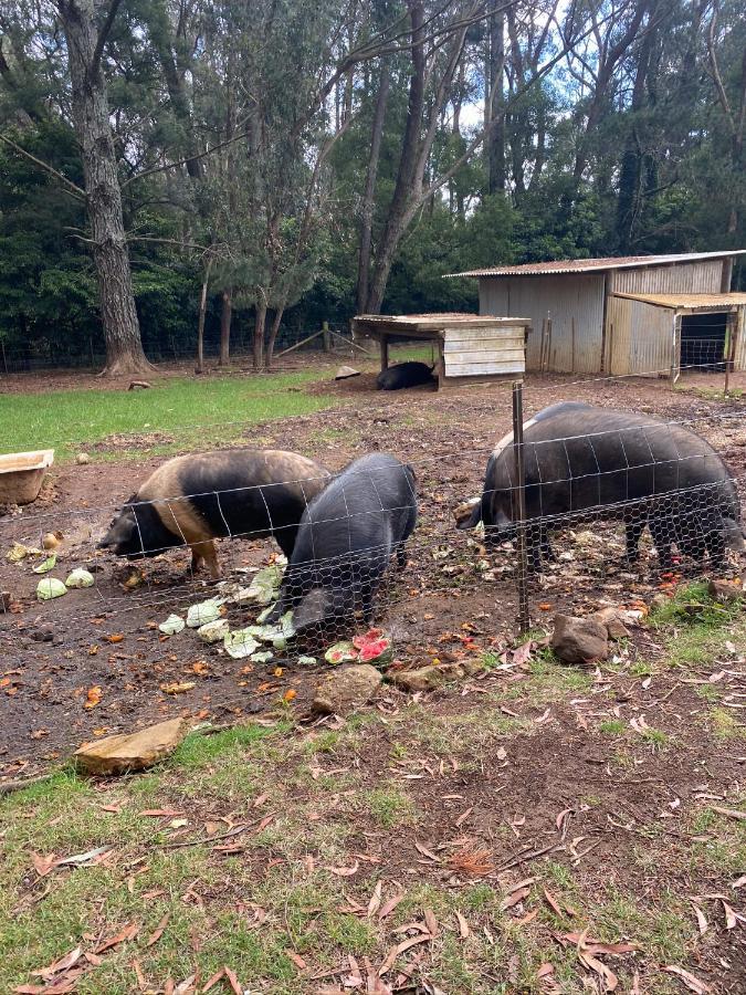 双子瀑布布什小屋 Fitzroy Falls 外观 照片